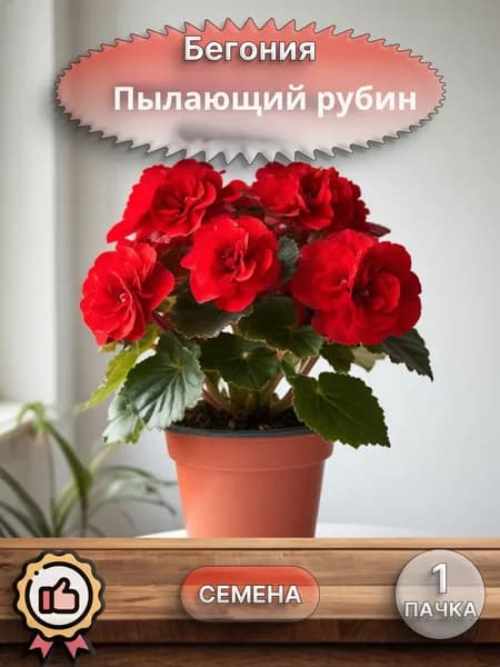 Бегония Пылающий рубин, семена, 10 шт.