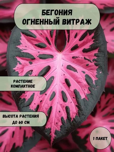 Бегония Огненный витраж, семена 10 шт