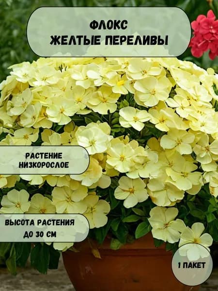 Флокс Желтые переливы семена 10 шт