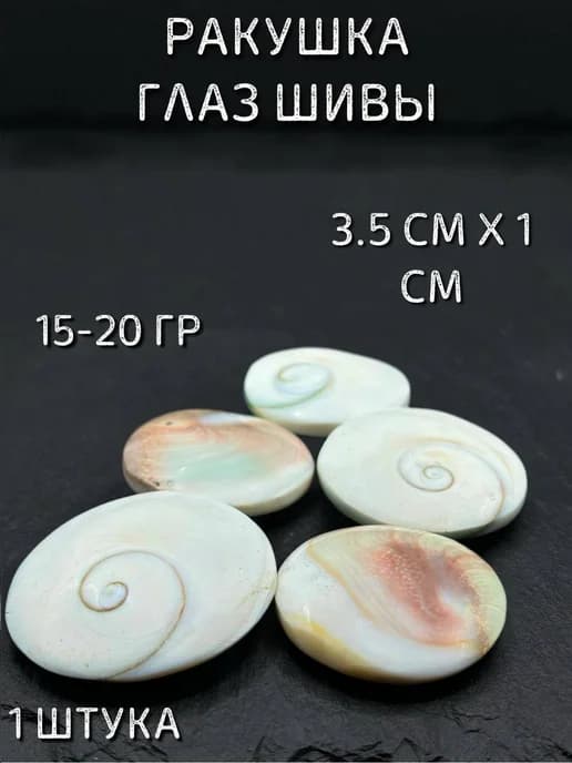ракушка глаз шивы