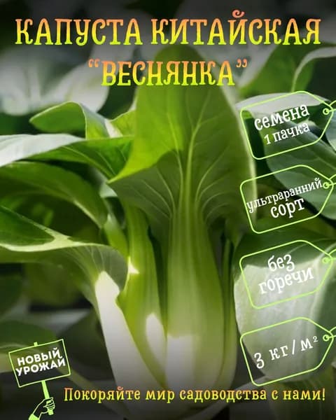 Капуста китайская Веснянка, семена, 1 пачка