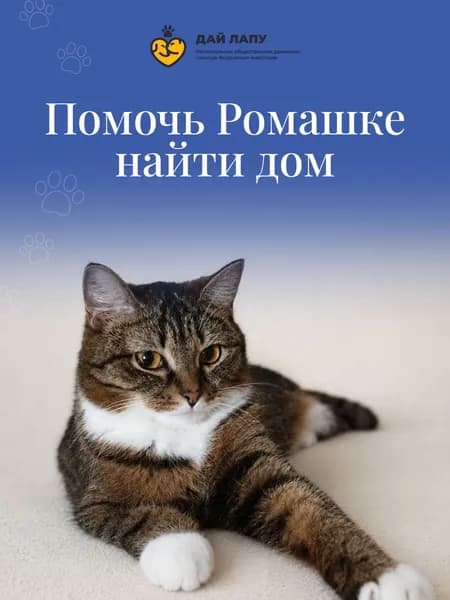 Помочь Ромашке найти дом