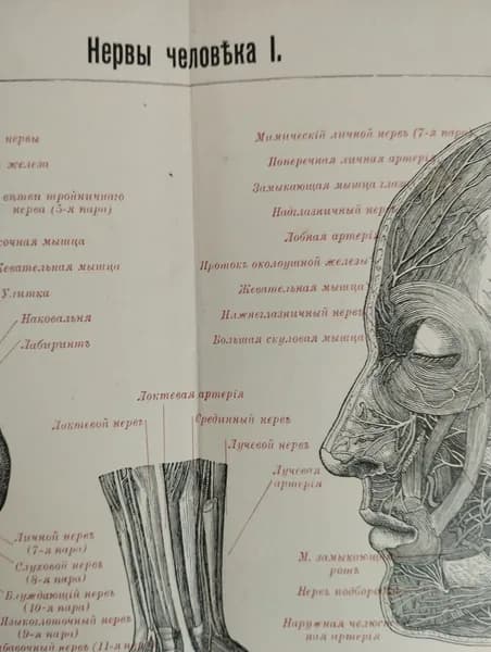 Нервы человека I. 1909 г.