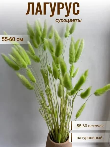 Сухоцветы 60 см 55 шт салатовый