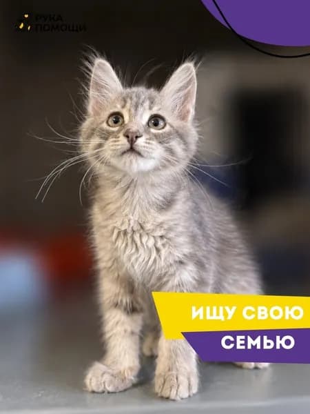 Помочь Фишель найти дом