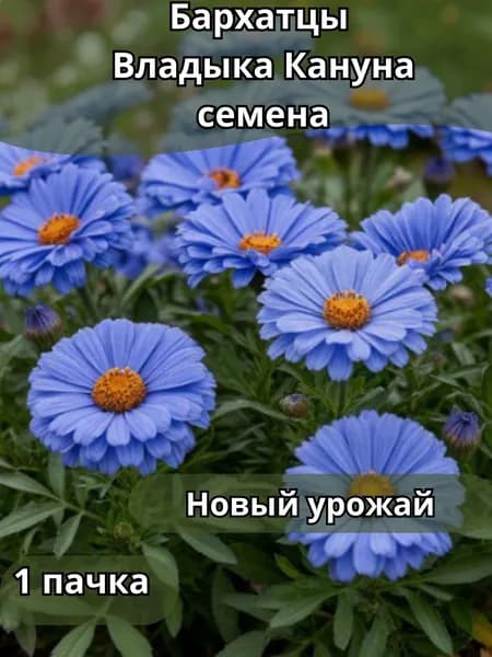 Бархатцы Владыка Кануна, семена 10шт