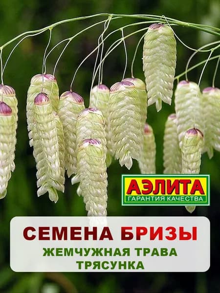 Семена Бриза "Жемчужная трава" трясунка 0,2 гр, растения для дачи, сада и огорода, клумбы, в открытый грунт, сухоцветы.
