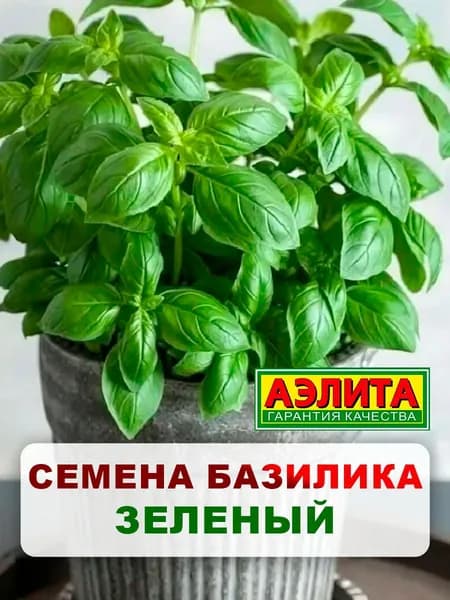 Семена базилик овощной "Зеленый", 0,2 г, для дома, дачи и огорода, зелень из семян, в открытый грунт, в горшок