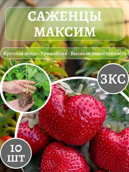 Саженцы клубники Максим Рассада ЗКС