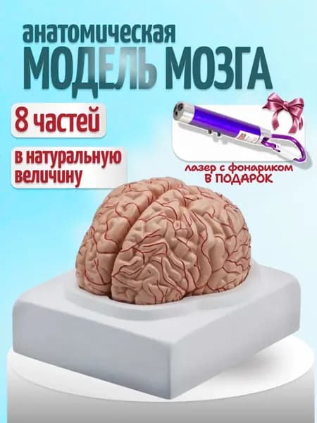 Анатомическая модель мозга человека 9 частей в натуральную величину, лазер с фонариком в комплекте