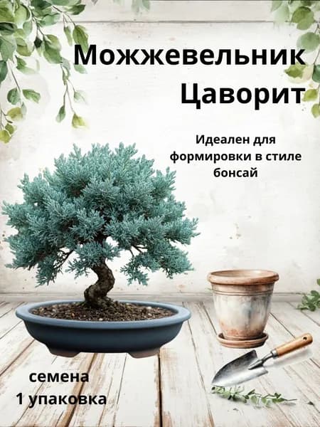 Можжевельник Цаворит, семена бонсай, 10 шт