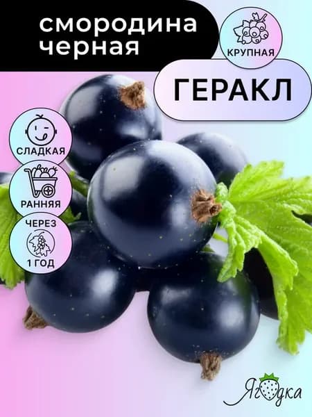 Черная смородина саженцы Геракл