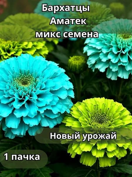 Бархатцы Аматек, семена 10шт