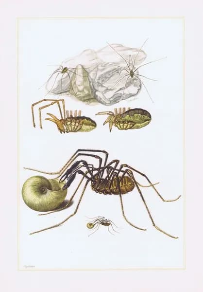 Пауки. Сенокосцы. Антикварная офсетная литография. Германия, 1961 год