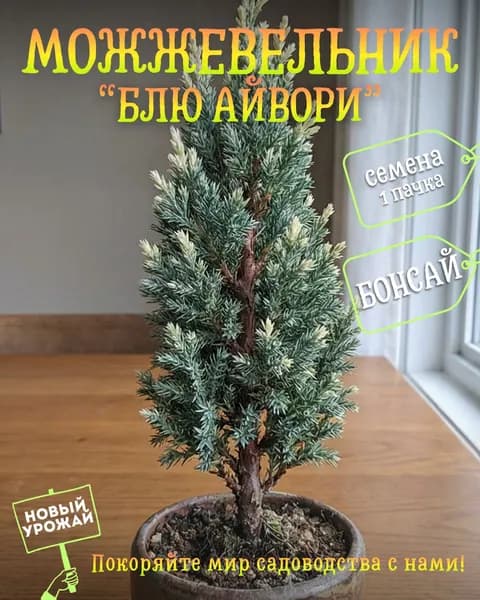 Можжевельник скальный Блю Айвори, семена, 10 шт. (бонсай)