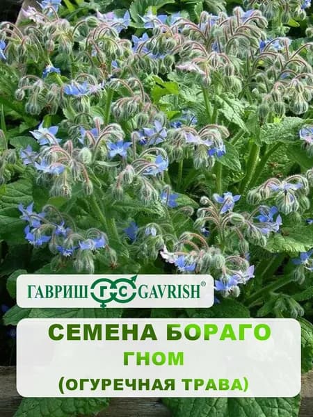 Семена Бораго "Гном" 0,5 гр, Огуречная трава.