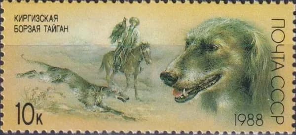 Почтовые марки СССР 1988г. "Киргизская борзая тайган" Собаки MNH