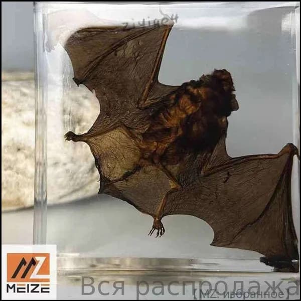 Эксклюзивный образец летучей мыши, включённый в коллекцию настоящих насекомых, был подготовлен.