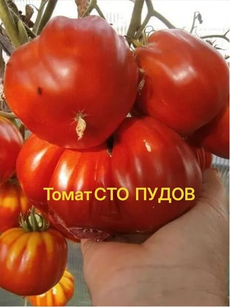 Томат СТО ПУДОВ - Один из самых вкусных томатов!!! / Семена 20 сем - Агрофирма АЭЛИТА
