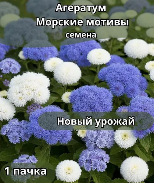 Агератум Морсикие мотивы , семена 1пачка
