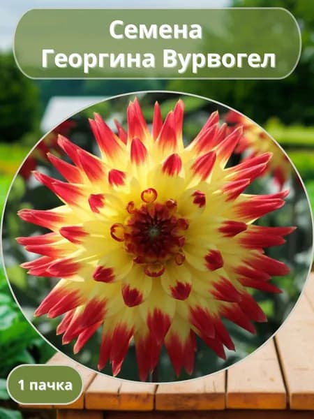 Георгина Вурвогел, семена 10 шт