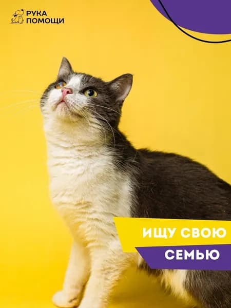 Помочь Кулу найти дом