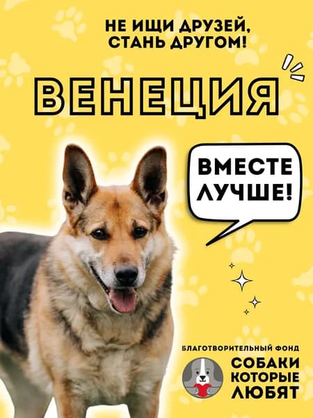 Помочь Венеции найти дом
