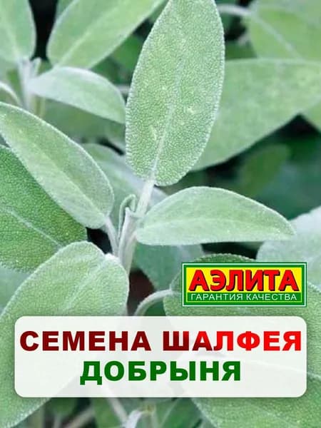 Семена шалфей лекарственный "Добрыня", 0,2 г, многолетние цветы, для дачи, сада и огорода, клумбы, в открытый грунт