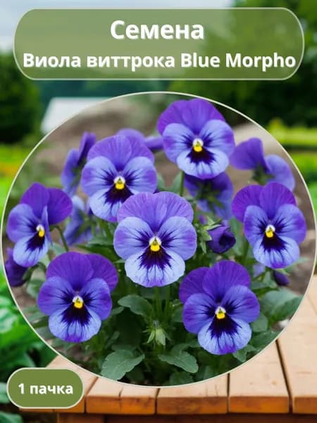 Виола виттрока Blue Morpho, семена 10 шт