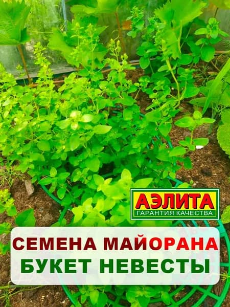 Семена майоран садовый "Букет невесты", 0,05 г, для дома, дачи и огорода, зелень из семян, в открытый грунт, в горшок