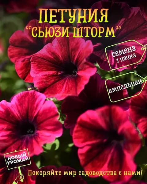 Петуния Сьюзи Шторм, семена, 10 шт.