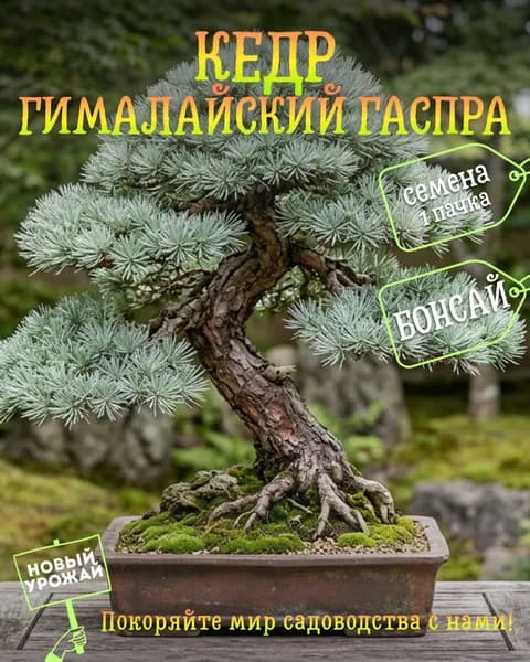Кедр гималайский Гаспра, семена, 10 шт. (бонсай)