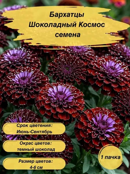 Бархатцы Шоколадный Космос, семена, 10 шт.