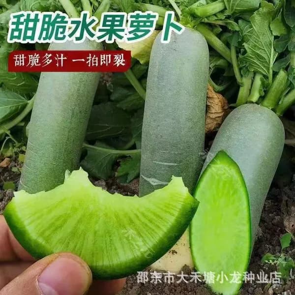 Семена редиски со вкусом ледяного крема для осеннего посева
