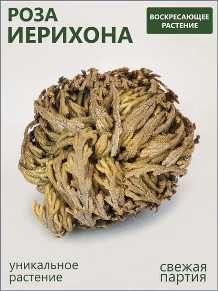 Сухоцветы Роза, 1 шт