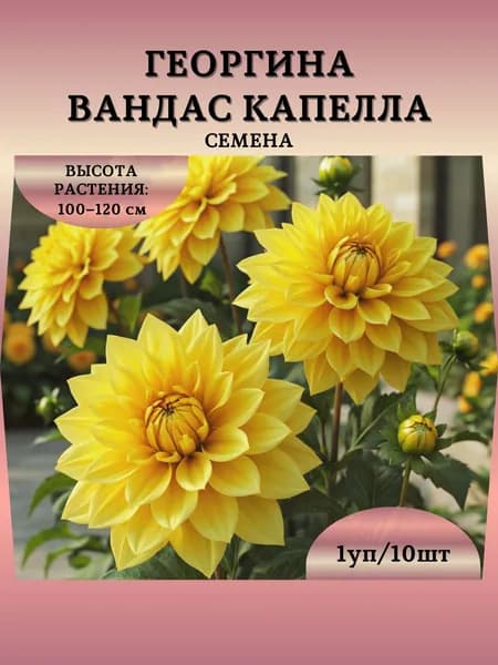Георгина "Вандас Капелла" семена, 1 пачка
