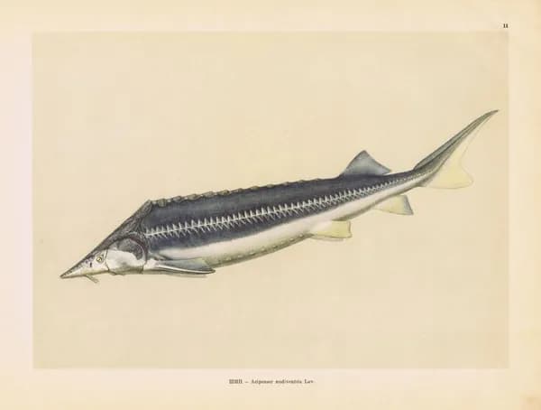Рыбы. Шип (осетровые). Антикварная офсетная литография. СССР, 1949 год