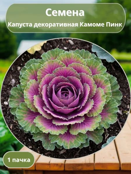 Капуста декоративная Камоме Пинк, семена 10 шт