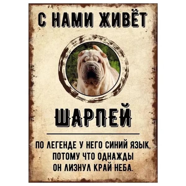 Табличка, декоративная, DANGER DOG, С нами живет Шарпей, 20x30cm