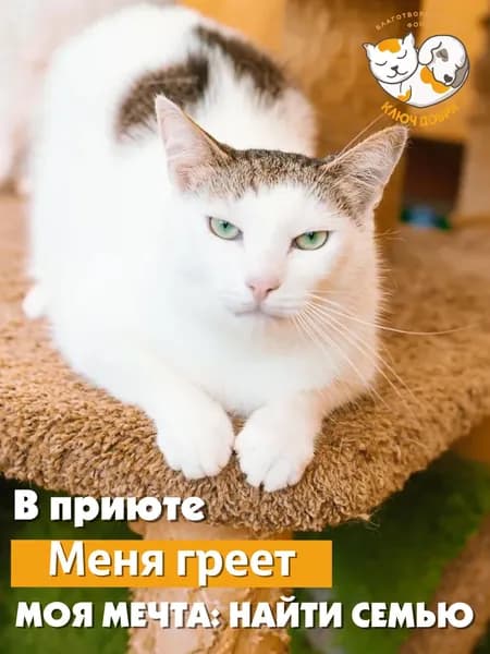 Помочь кошке Вупселю найти дом