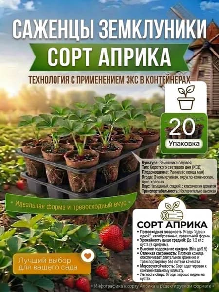 саженцы клубники Априка с закрытой корневой системой 20 шт