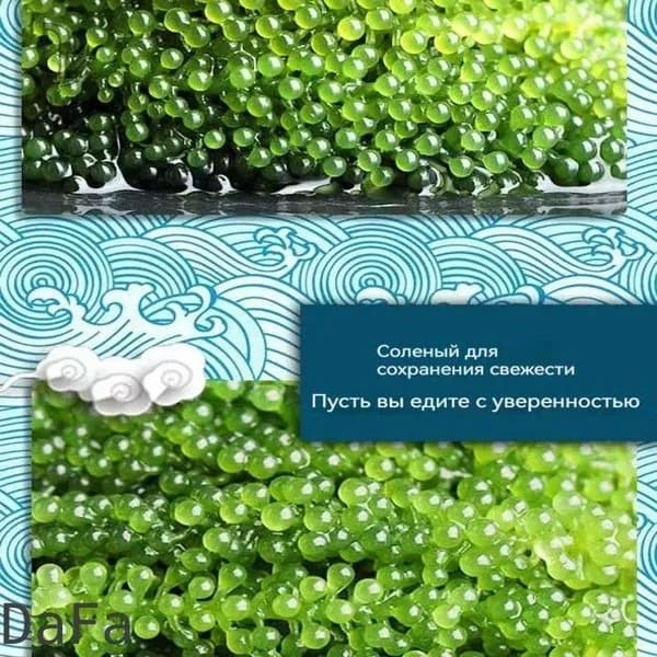 DaFa-Морские водоросли