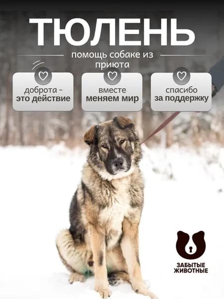 Помочь Тюленю найти дом