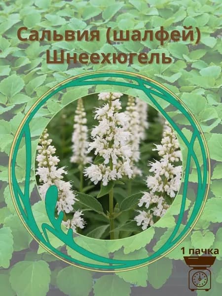 Сальвия (шалфей) Шнеехюгель 10 шт семян