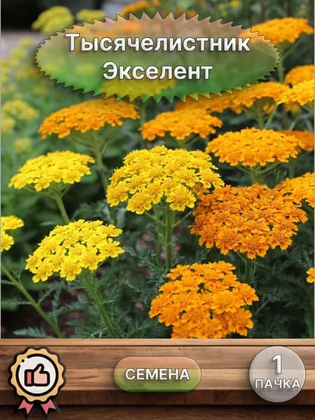 Тысячелистник Экселент, семена 10 шт.