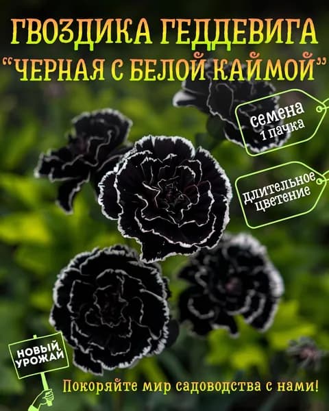 Гвоздика (Геддевига) Черная с белой каймой, семена, 10 шт.