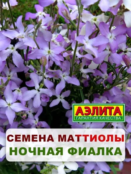 Семена Маттиола двурогая "Ночная фиалка" 0,5 гр, однолетние цветы для дачи, сада и огорода, клумбы, в открытый грунт, на балкон, ящик.