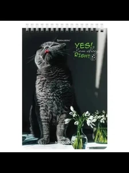 Блокнот А5 80л, 146х206 мм, клетка, "Довольные коты"