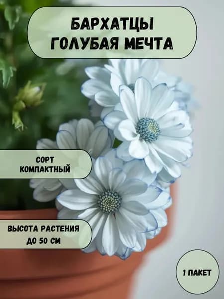 Бархатцы Голубая мечта, семена 10 шт