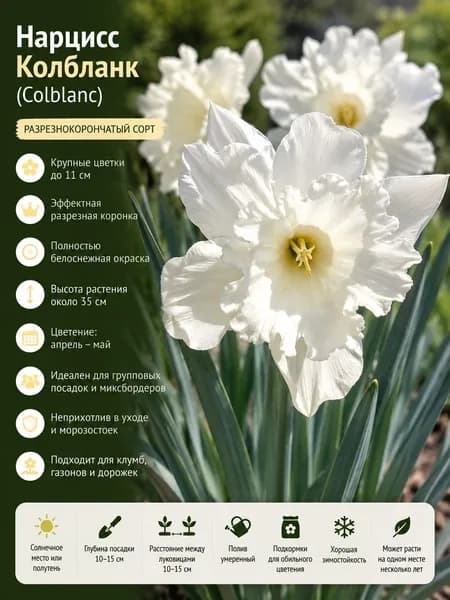 Нарциссы луковицы Колбланк (Colblanc) , 5 штук